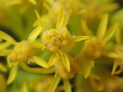 Solidago capulinensis