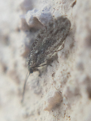 Micromus variolosus