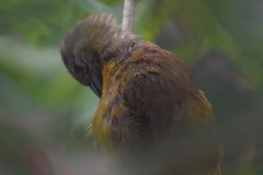 Ramphocelus passerinii