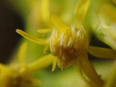 Solidago capulinensis