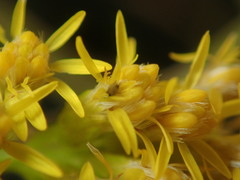 Solidago capulinensis