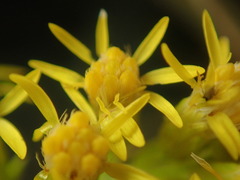 Solidago capulinensis