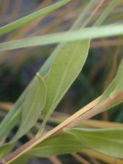 Solidago capulinensis