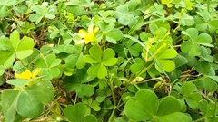 Oxalis corniculata image