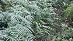 Pteridium