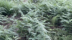 Pteridium
