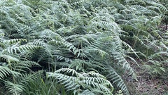 Pteridium