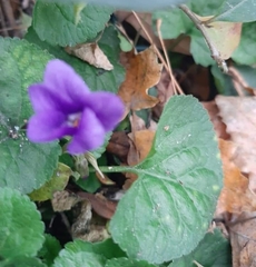 Viola odorata
