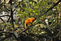 Leontopithecus rosalia