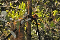 Leontopithecus rosalia