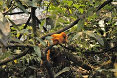 Leontopithecus rosalia