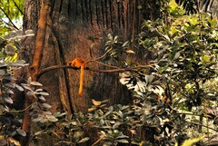 Leontopithecus rosalia