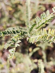 Eysenhardtia polystachya