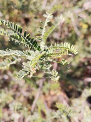 Eysenhardtia polystachya