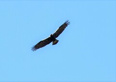 Aquila adalberti