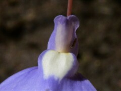 Utricularia leptoplectra