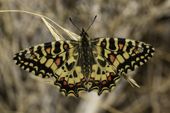 Zerynthia rumina