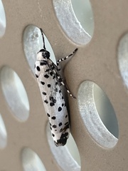 Yponomeuta internellus