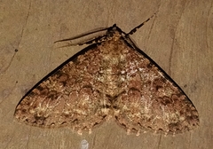 Ennominae