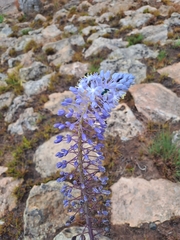 Merwilla plumbea