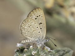 Zizeeria knysna