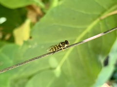 Allograpta hortensis