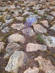 Merwilla plumbea