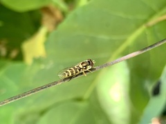 Allograpta hortensis