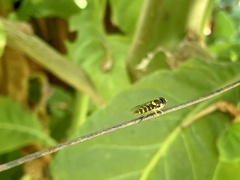 Allograpta hortensis