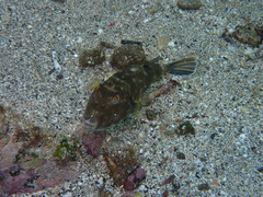 Sphoeroides angusticeps