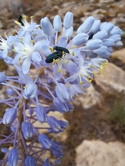 Merwilla plumbea