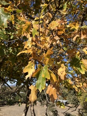Quercus kelloggii