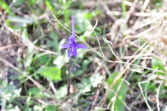 Delphinium consolida
