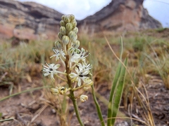 Schizocarphus nervosus