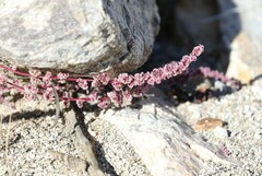 Amaranthus fimbriatus