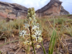 Schizocarphus nervosus