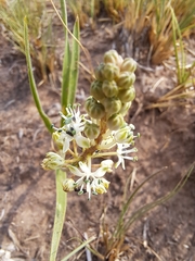 Schizocarphus nervosus