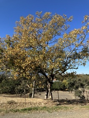 Quercus kelloggii