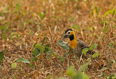 Colaptes campestris campestris