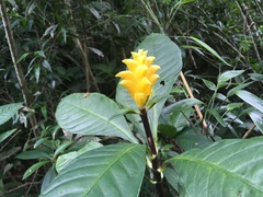 Aphelandra