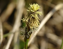 Carex caryophyllea