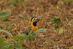 Colaptes campestris campestris