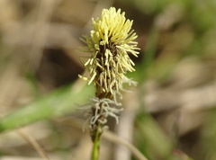 Carex caryophyllea