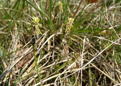 Carex caryophyllea