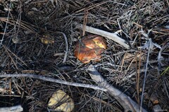 Suillus bellinii