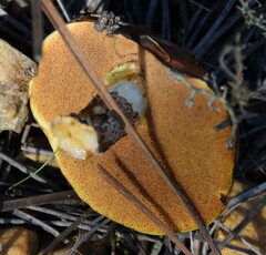 Suillus bellinii
