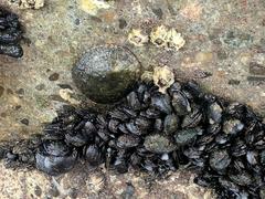 Mytilus californianus