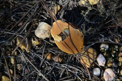 Suillus bellinii