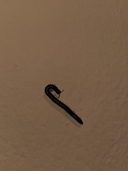 Tachypodoiulus niger