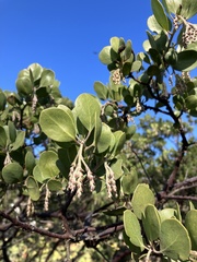 Arctostaphylos manzanita